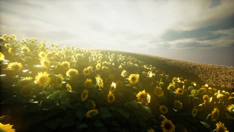Sunflower-field-and-cloudy-sky